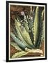 Graphic Aloe II-Vision Studio-Framed Art Print