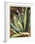 Graphic Aloe II-Vision Studio-Framed Art Print