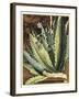 Graphic Aloe II-Vision Studio-Framed Art Print