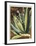 Graphic Aloe II-Vision Studio-Framed Art Print