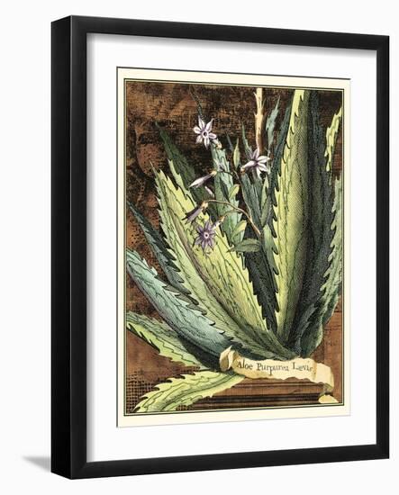 Graphic Aloe II-Vision Studio-Framed Art Print