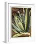 Graphic Aloe II-Vision Studio-Framed Art Print