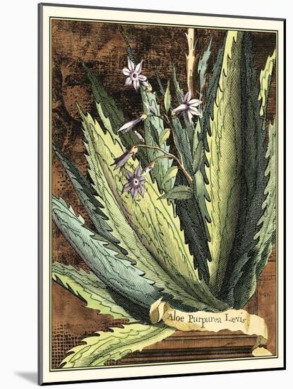 Graphic Aloe II-Vision Studio-Mounted Art Print