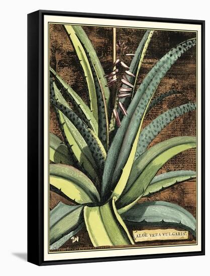 Graphic Aloe III-Vision Studio-Framed Stretched Canvas