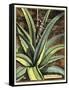 Graphic Aloe III-Vision Studio-Framed Stretched Canvas