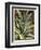 Graphic Aloe III-Vision Studio-Framed Art Print