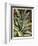 Graphic Aloe III-Vision Studio-Framed Art Print