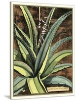 Graphic Aloe III-Vision Studio-Stretched Canvas