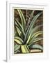 Graphic Aloe III-Vision Studio-Framed Art Print