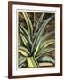 Graphic Aloe III-Vision Studio-Framed Art Print