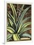 Graphic Aloe III-Vision Studio-Framed Art Print