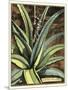 Graphic Aloe III-Vision Studio-Mounted Art Print