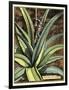 Graphic Aloe III-Vision Studio-Framed Art Print