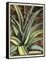 Graphic Aloe III-Vision Studio-Framed Stretched Canvas