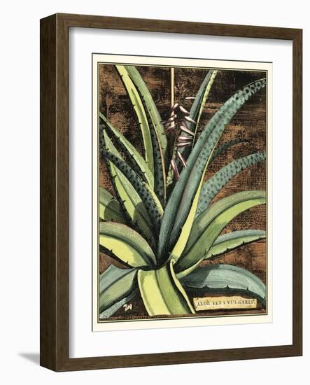 Graphic Aloe III-Vision Studio-Framed Art Print