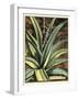 Graphic Aloe III-Vision Studio-Framed Art Print