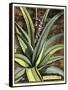 Graphic Aloe III-Vision Studio-Framed Stretched Canvas