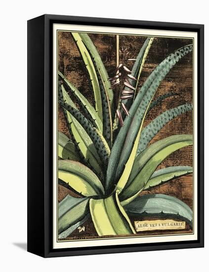 Graphic Aloe III-Vision Studio-Framed Stretched Canvas