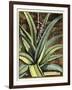 Graphic Aloe III-Vision Studio-Framed Art Print