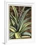 Graphic Aloe III-Vision Studio-Framed Art Print