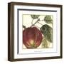 Graphic Apple-Vision Studio-Framed Art Print