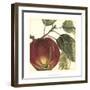 Graphic Apple-Vision Studio-Framed Art Print