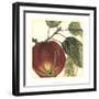 Graphic Apple-Vision Studio-Framed Art Print