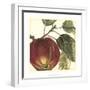 Graphic Apple-Vision Studio-Framed Art Print