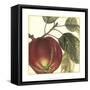 Graphic Apple-Vision Studio-Framed Stretched Canvas
