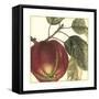 Graphic Apple-Vision Studio-Framed Stretched Canvas