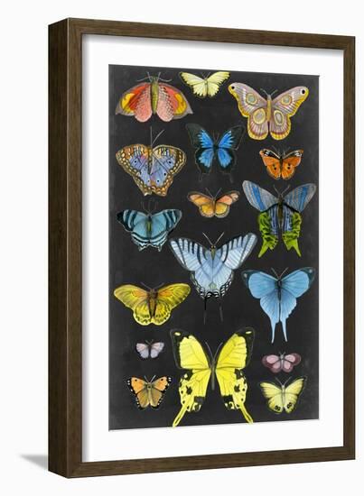 Graphic Butterfly Taxonomy II-Naomi McCavitt-Framed Art Print