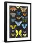 Graphic Butterfly Taxonomy II-Naomi McCavitt-Framed Art Print