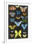 Graphic Butterfly Taxonomy II-Naomi McCavitt-Framed Art Print