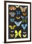 Graphic Butterfly Taxonomy II-Naomi McCavitt-Framed Art Print