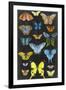 Graphic Butterfly Taxonomy II-Naomi McCavitt-Framed Art Print