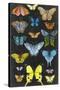 Graphic Butterfly Taxonomy II-Naomi McCavitt-Stretched Canvas