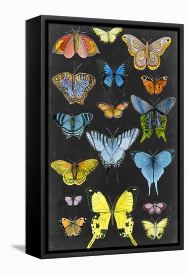 Graphic Butterfly Taxonomy II-Naomi McCavitt-Framed Stretched Canvas