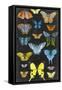 Graphic Butterfly Taxonomy II-Naomi McCavitt-Framed Stretched Canvas