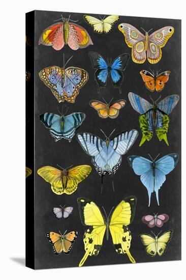 Graphic Butterfly Taxonomy II-Naomi McCavitt-Stretched Canvas