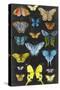 Graphic Butterfly Taxonomy II-Naomi McCavitt-Stretched Canvas