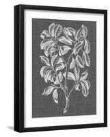 Graphic Foliage I-Vision Studio-Framed Art Print