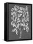 Graphic Foliage I-Vision Studio-Framed Stretched Canvas