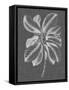 Graphic Foliage II-Vision Studio-Framed Stretched Canvas