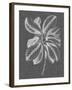 Graphic Foliage II-Vision Studio-Framed Art Print