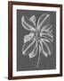 Graphic Foliage II-Vision Studio-Framed Art Print