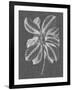 Graphic Foliage II-Vision Studio-Framed Art Print