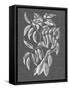 Graphic Foliage III-Vision Studio-Framed Stretched Canvas