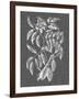 Graphic Foliage III-Vision Studio-Framed Art Print