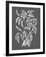 Graphic Foliage III-Vision Studio-Framed Art Print