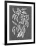 Graphic Foliage III-Vision Studio-Framed Art Print